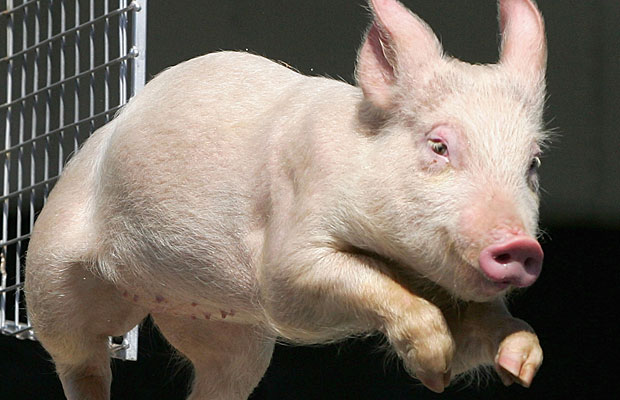 Pig Farming Out, Casinos In